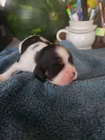 Levi AKC, a male Cocker Spaniel for sale in Brooksville, FL – 4 of 6