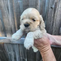 Victor Ready Now , a male Cocker Spaniel for sale in Brooksville, FL – Photo 3 of 5