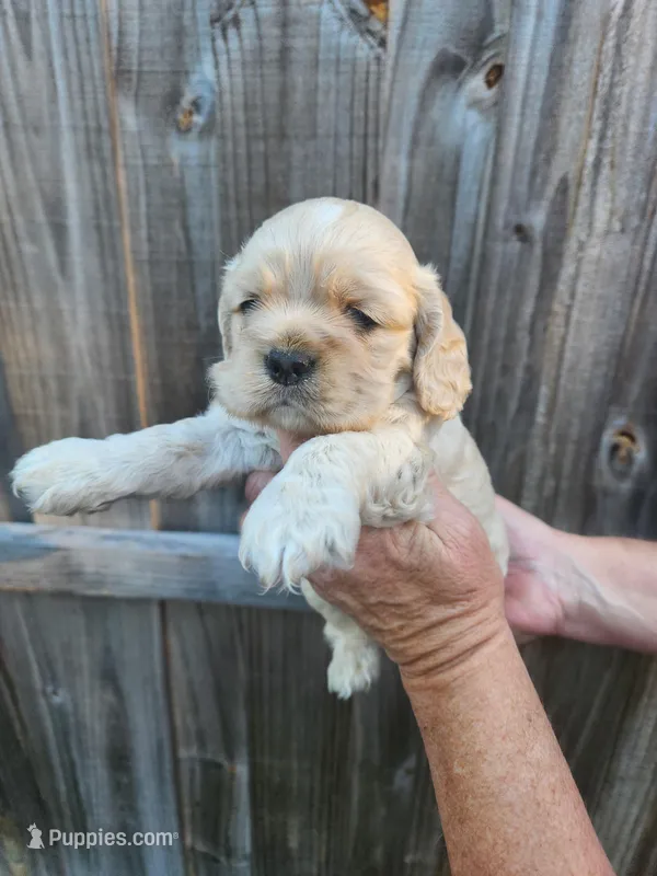 Victor – Cocker Spaniel puppy for sale in Brooksville, FL