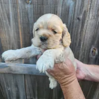 Victor Ready Now , a male Cocker Spaniel for sale in Brooksville, FL – Photo 5 of 5