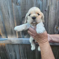 Victor Ready Now , a male Cocker Spaniel for sale in Brooksville, FL – Photo 4 of 5