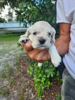 Hackett Ready 07/22, a male Cocker Spaniel for sale in Brooksville, FL – 4 of 8
