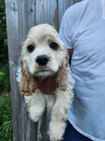Hackett Reduced , a male Cocker Spaniel for sale in Brooksville, FL – 6 of 8
