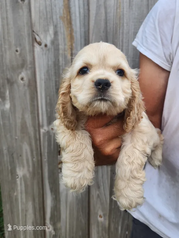Joey Ready Now – Cocker Spaniel puppy for sale in Brooksville, FL