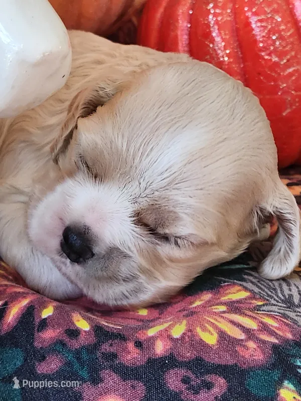 Pippa – Cocker Spaniel puppy for sale in Brooksville, FL