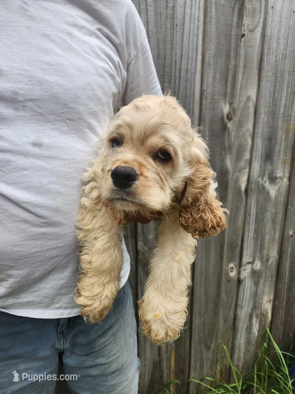Grayson Reduced  – Cocker Spaniel puppy for sale in Brooksville, FL