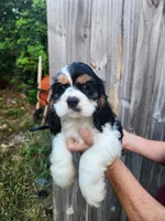 Lola Ready Now , a male Cocker Spaniel for sale in Brooksville, FL – 2 of 9