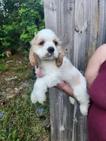 London Ready Now , a male Cocker Spaniel for sale in Brooksville, FL – 3 of 9