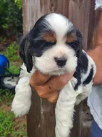 Lucas , a male Cocker Spaniel for sale in Brooksville, FL – 6 of 9