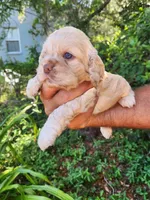 Nathan Ready 07/02, a male Cocker Spaniel for sale in Brooksville, FL – 8 of 8