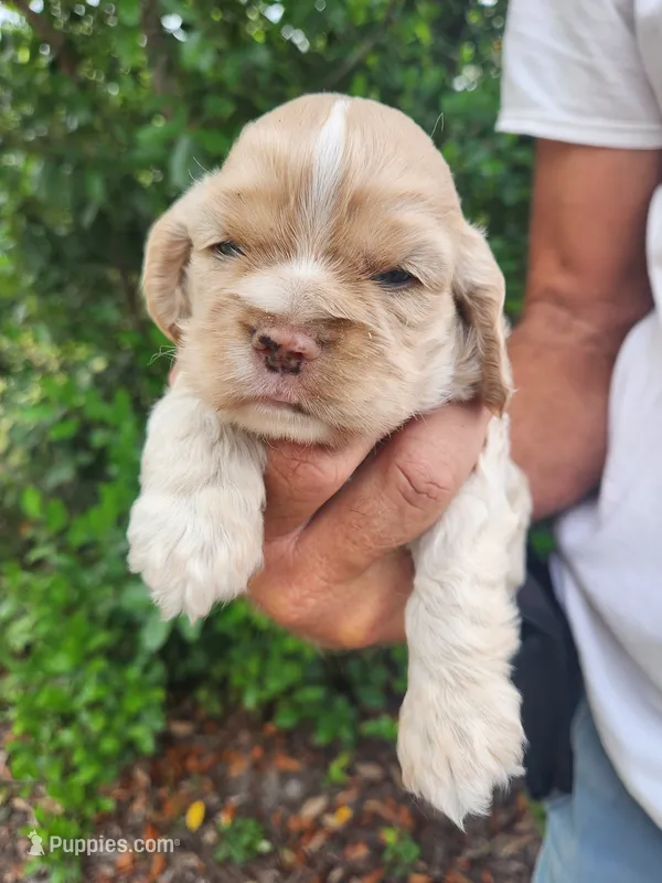 Keaton – Cocker Spaniel puppy for sale in Brooksville, FL