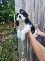 Lola Ready Now , a male Cocker Spaniel for sale in Brooksville, FL – 4 of 9