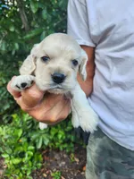 Hackett Ready 07/22, a male Cocker Spaniel for sale in Brooksville, FL – 3 of 8