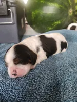 Lucas AKC, a male Cocker Spaniel for sale in Brooksville, FL – 3 of 4