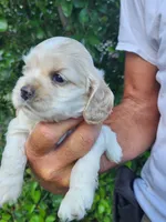 Henry Ready 07/22, a male Cocker Spaniel for sale in Brooksville, FL – 5 of 6