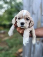 Gavin Sold, a male Cocker Spaniel for sale in Brooksville, FL – 6 of 7