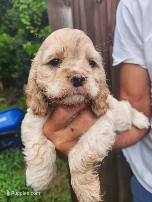 Keaton – Cocker Spaniel puppy for sale in Brooksville, FL