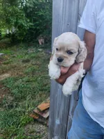 Grayson , a male Cocker Spaniel for sale in Brooksville, FL – 9 of 9