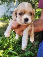 Ginger Sold, a male Cocker Spaniel for sale in Brooksville, FL – 5 of 7