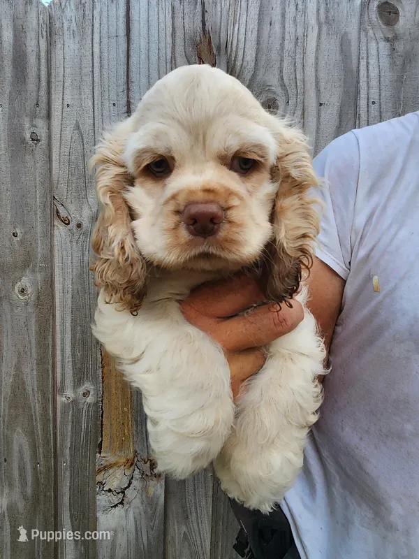 Nathan Ready Now  – Cocker Spaniel puppy for sale in Brooksville, FL