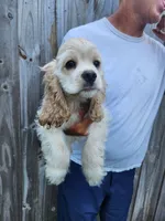 Henry Reduced , a male Cocker Spaniel for sale in Brooksville, FL – 5 of 9