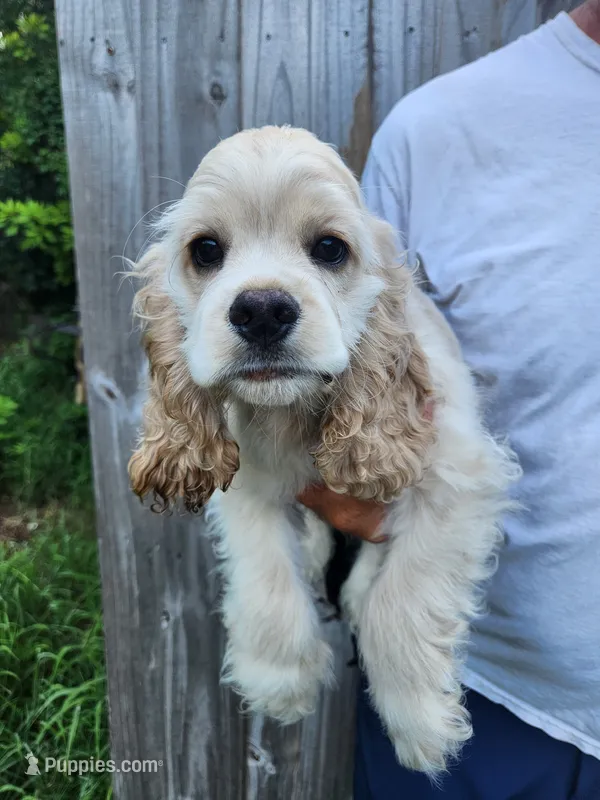 Henry Ready Now  – Cocker Spaniel puppy for sale in Brooksville, FL