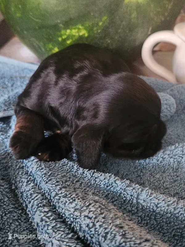 Luna – Cocker Spaniel puppy for sale in Brooksville, FL