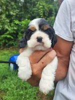 Lola AKC, a male Cocker Spaniel for sale in Brooksville, FL – 3 of 8