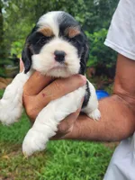 Lola AKC, a male Cocker Spaniel for sale in Brooksville, FL – 2 of 8
