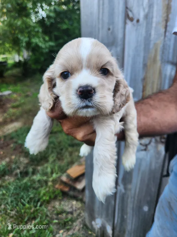 Jack – Cocker Spaniel puppy for sale in Brooksville, FL