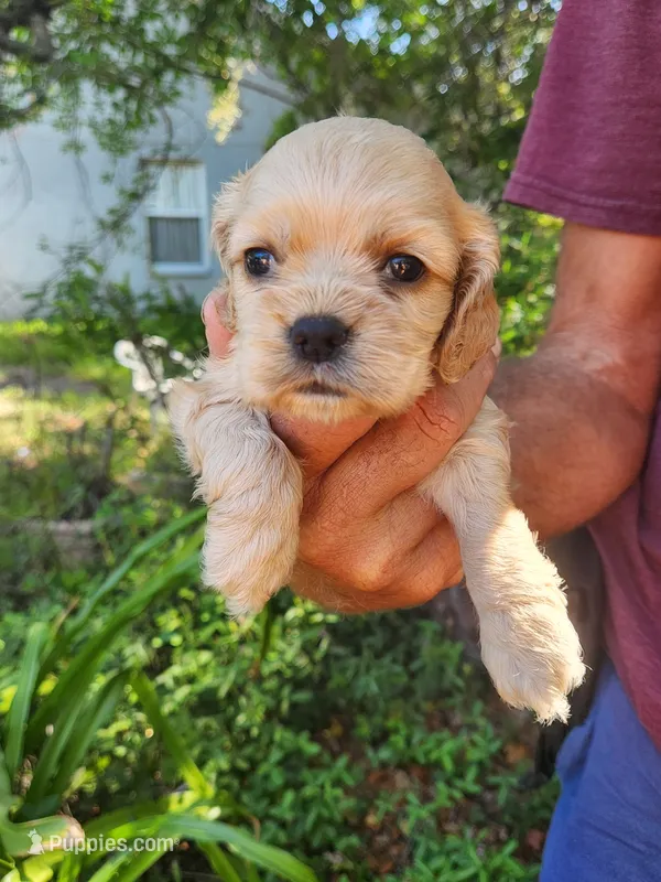 Gina – Cocker Spaniel puppy for sale in Brooksville, FL