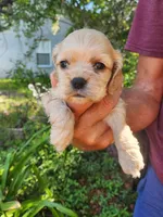 Gina, a male Cocker Spaniel for sale in Brooksville, FL – 1 of 8