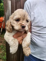 Keaton, a male Cocker Spaniel for sale in Brooksville, FL – 9 of 10