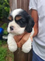 Lincoln , a male Cocker Spaniel for sale in Brooksville, FL – 8 of 10