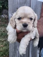 Grayson , a male Cocker Spaniel for sale in Brooksville, FL – 2 of 9