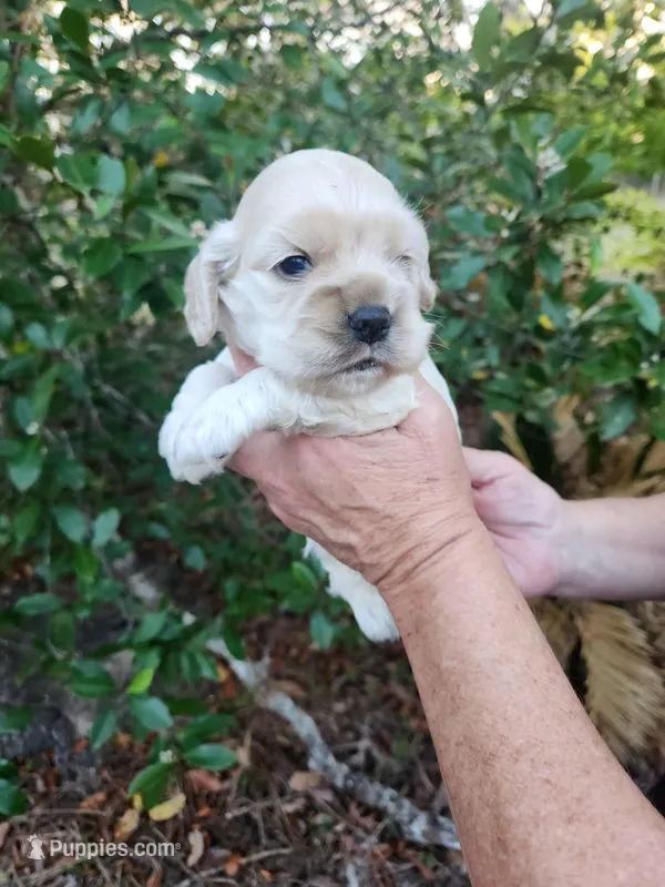 Odette – Cocker Spaniel puppy for sale in Brooksville, FL