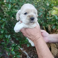 Odette Ready Now , a female Cocker Spaniel for sale in Brooksville, FL – Photo 2 of 2