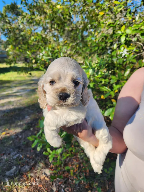 Olivia – Cocker Spaniel puppy for sale in Brooksville, FL