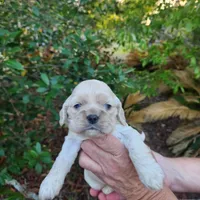 Onyx Sold, a female Cocker Spaniel for sale in Brooksville, FL – Photo 2 of 2