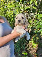 Odette Ready Now , a female Cocker Spaniel for sale in Brooksville, FL – Photo 1 of 2
