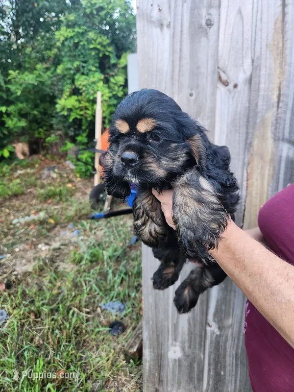 Luna Ready Now  – Cocker Spaniel puppy for sale in Brooksville, FL