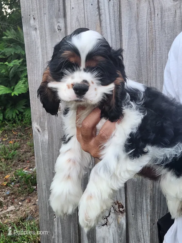 Lucas Ready Now  – Cocker Spaniel puppy for sale in Brooksville, FL