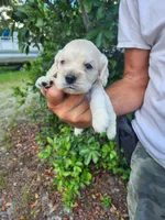 Hackett Ready 07/22, a male Cocker Spaniel for sale in Brooksville, FL – 2 of 8