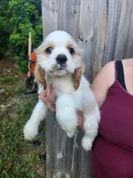 London Ready Now , a male Cocker Spaniel for sale in Brooksville, FL – 8 of 9