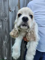 Holden Reduced , a male Cocker Spaniel for sale in Brooksville, FL – 2 of 10
