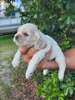 Holden Ready 07/22, a male Cocker Spaniel for sale in Brooksville, FL – 6 of 9