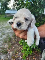 Hackett Ready 07/22, a male Cocker Spaniel for sale in Brooksville, FL – 8 of 8