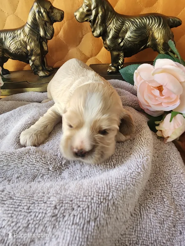 Gavin – Cocker Spaniel puppy for sale in Brooksville, FL