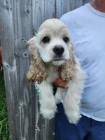 Henry Reduced , a male Cocker Spaniel for sale in Brooksville, FL – 4 of 9