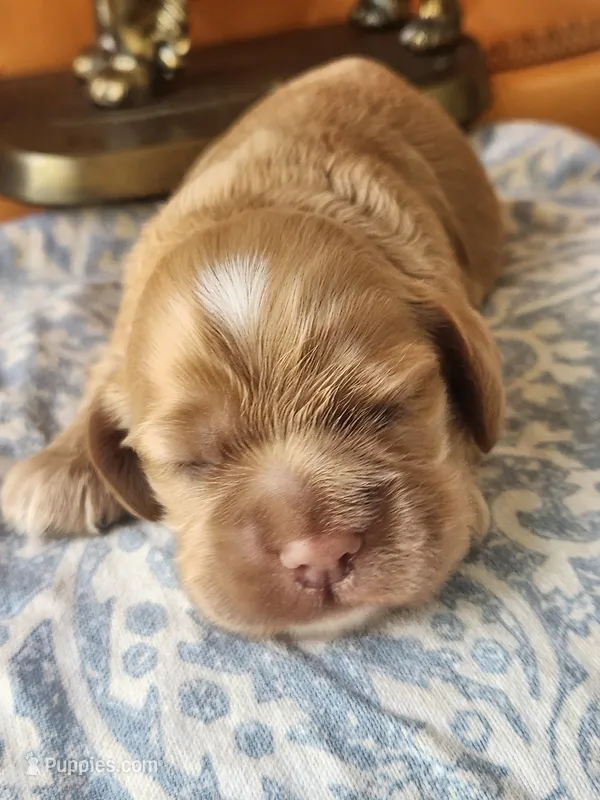 Kent – Cocker Spaniel puppy for sale in Brooksville, FL